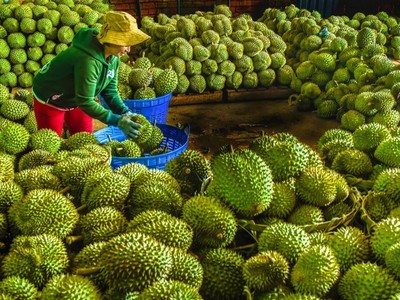 Malaysia cạnh tranh với Thái Lan và Việt Nam về thị trường sầu riêng ở Trung Quốc