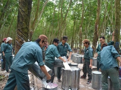 Cao su Đồng Phú (DPR): Kl99 nổ hũ quý IV/2024 tăng 42,3% nhờ hưởng lợi giá cao su tăng cao