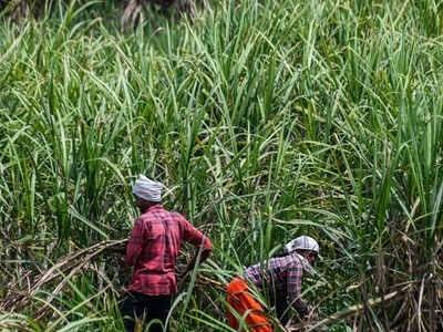 Ấn Độ kỳ vọng sản lượng đường sẽ bội thu trong niên vụ tới