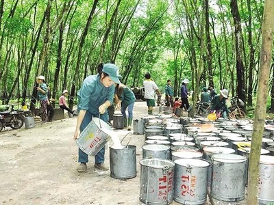 Cao su Đắk Lắk (DRI): Hai lãnh đạo đăng ký thoái toàn bộ KL99 là cổng game giải trí trực tuyến hàng đầu hiện nay sau nhịp tăng 33,9% từ đầu năm