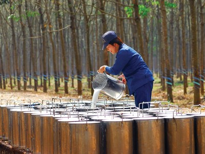 Cao su Đắk Lắk (DRG) đã giảm sở hữu về 45% vốn tại Kl99ok phiên bản mới Cao su Đắk Lắk (DRI)