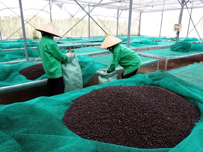 Thời tiết khô hạn ở Brazil hỗ trợ giá cà phê