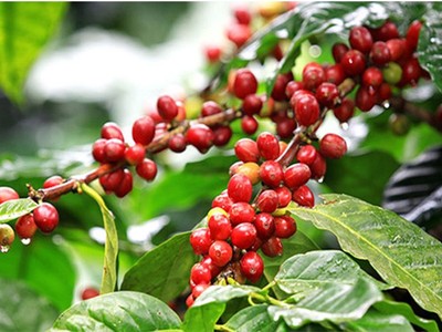 Giá cà phê được dự báo sẽ tiếp tục duy trì ở mức cao trong dài hạn