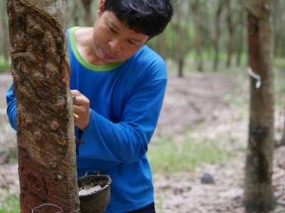 Giá cao su Thái Lan giảm mạnh do thuế quan làm giảm nhu cầu ô tô