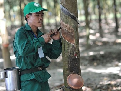 Cao su Phước Hoà (PHR): Lãi đột biến quý I/2026 nhờ bồi thường thực hiện dự án