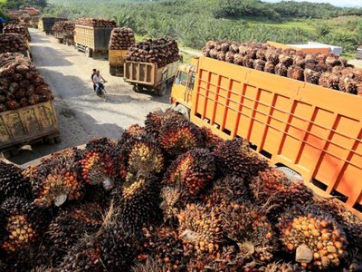 Indonesia duy trì mục tiêu tiêu thụ 13,15 triệu kilolit dầu diesel sinh học dù dự án B35 triển khai chậm