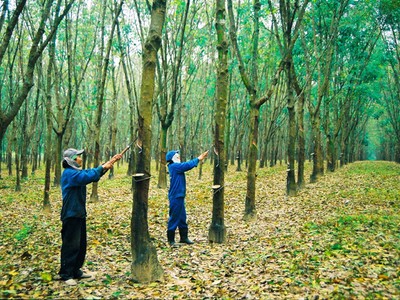 Cao su Tân Biên (RTB) Kl99 nổ hũ quý I tăng trưởng mạnh nhờ sản lượng và giá bán đều cao