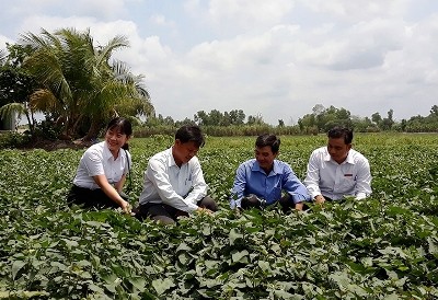 Người dân xã Thành Trung, huyện Bình Tân (Vĩnh Long) cùng cán bộ Agribank và cán bộ địa phương đánh giá hiệu quả của việc Kl99ok phiên bản mới trồng khoai lang để xuất khẩu.