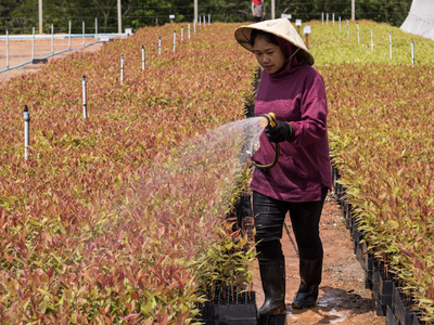 Kl99ok phiên bản mới của ADB sẽ giúp cải thiện sinh kế của các công nhân trồng rừng và cộng đồng, tăng cường đa dạng sinh học và mang lại kết quả tích cực về khí hậu thông qua giảm khai thác gỗ rừng tự nhiên. Ảnh: New Forests