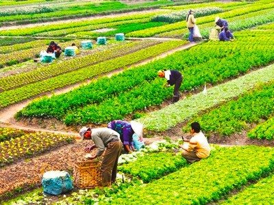 Đề xuất miễn thuế sử dụng đất nông nghiệp, trừ đất hoang hoá, sai mục đích