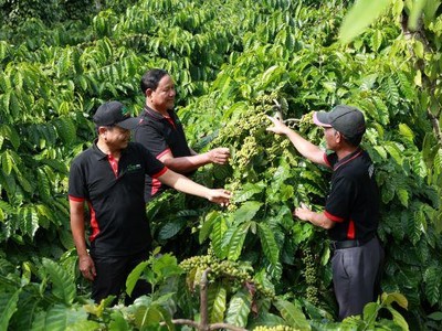 Để tăng giá trị xuất khẩu cho hạt cà phê, Nestlé Việt Nam Kl99ok phiên bản mới từ phát triển nguồn nguyên liệu bền vững cho đến công nghệ chế biến