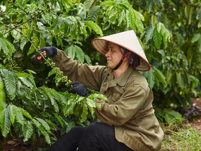 Coffee Barometer 2023: Nestlé đứng đầu về phát triển bền vững