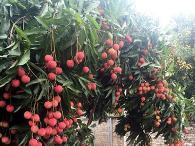Vải thiều dự báo khó khăn sang Trung Quốc, gặp bất lợi sang Nhật Bản