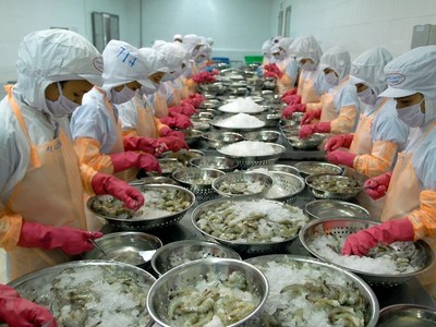 Thủy sản Minh Phú sẽ kháng cáo việc Hải quan Mỹ áp đặt thuế chống bán phá giá với tôm xuất khẩu.