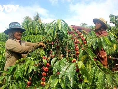 Nông dân Đắk Lắk nâng cao chất lượng cà phê từ thu hoạch quả chín.