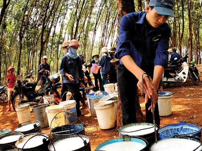 Giá cao su tự nhiên đang thiết lập vùng đỉnh mới trong nhiều năm, dao động quanh 232,5 JPY/kg. 