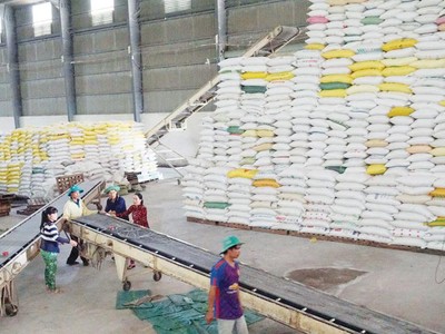 Dự báo, xuất khẩu gạo năm 2020 sẽ cán mốc trên 6 triệu tấn. Ảnh: Đức Thanh