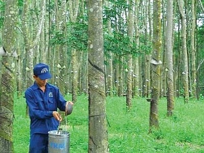 Công ty cổ phần Cao su Đồng Phú (DPR): Dòng tiền mạnh, vẫn ẩn chứa rủi ro