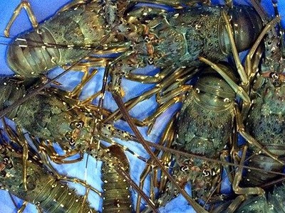 Vì sao giá tôm hùm đạt kỷ lục 2,4 triệu đồng/kg?