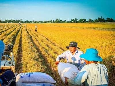 Xuất khẩu gạo của Việt Nam sang Philippines lần đầu tiên đạt hơn 1 tỷ USD vói 2,2 triệu tấn.