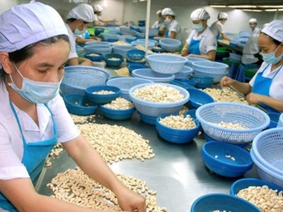 Năm 2020, xuất khẩu điều đạt kỷ lục hơn 500 ngàn tấn nhưng giá trị giảm