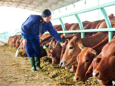 Vilico Kl99ok phiên bản mới 1.700 tỷ đồng xây dựng trang trại bò thịt 20.000 con/năm