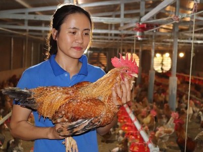 Nữ đoàn viên trẻ và hành trình trở thành “vua gà bản Đầm Hà”