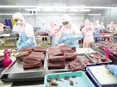  Chế biến cá ngừ xuất khẩu tại Nhà máy Thủy sản Hồng Ngọc