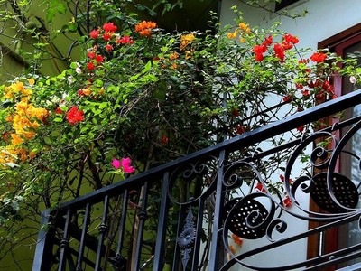 Hà Nội dịu dàng, lãng mạn mùa hoa giấy