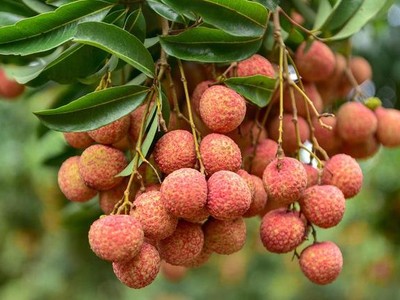 Thủ tướng chỉ đạo tháo gỡ khó khăn tiêu thụ nông sản cho Bắc Giang