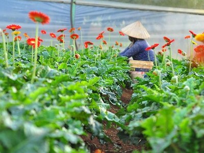 Vườn hoa đồng tiền của người dân ở xã Tà Nung, TP.Đà Lạt (Nguồn: Báo Nông nghiệp).