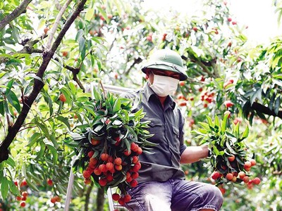 Ngày càng nhiều hoa quả Việt Nam thâm nhập thị trường quốc tế để tận dụng cơ hội từ các FTA. Trong ảnh: Vùng trồng vải thiều theo mô hình VietGap tại Bắc Giang. Ảnh: Đức Thanh