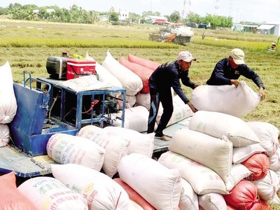 Giá gạo xuất khẩu của Việt Nam tiếp tục giữ ở mức cao, đạt trung bình 544,4 triệu USD/tấn, tăng gần 12% so với cùng kỳ năm 2020.