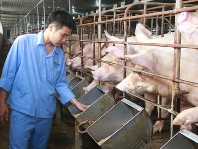 Giá thức ăn chăn nuôi tăng đột biến: Đề xuất giảm thuế Link Vào Nhà Cái KL99 COM Tặng +199k để “hạ nhiệt”