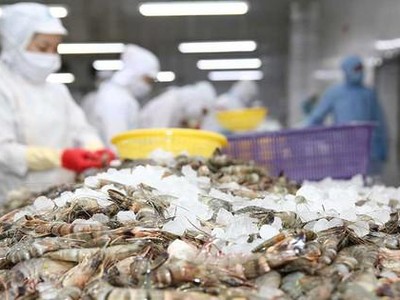Hầu hết các cơ sở chế biến tôm không đảm bảo yêu cầu, không đủ điều kiện thực hiện phương án phòng, chống dịch bệnh trong giai đoạn dịch bệnh diễn biến phức tạp hiện nay