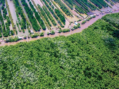 Kl99ok phiên bản mới gần 79.000 tỷ đồng phát triển lâm nghiệp bền vững đến năm 2025