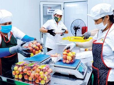 Đóng vải thiều vào hộp theo tiêu chuẩn xuất khẩu sang Nhật Bản tại CTCP Ameii Việt Nam. Ảnh: Thành Chung