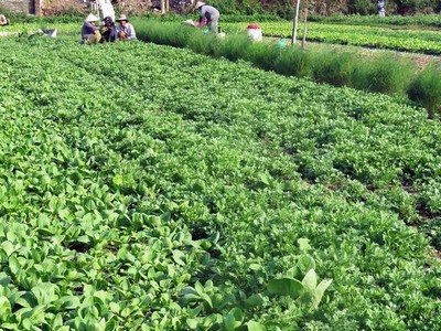 Dự án vườn rau công nghệ cao kết hợp du lịch cộng đồng được Kl99ok phiên bản mới dựa trên sản phẩm đã có sẵn và các hộ dân cùng tham gia góp cổ phần theo các hình thức khác nhau