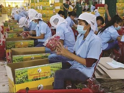 Để xuất khẩu nông sản bền vững sang Anh, Kl991.com World Cup 2026 Chính Thức cần thực hành Kl994 nhà cái bóng đá world cup theo tiêu chuẩn GlobalGAP