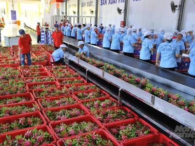 Xuất khẩu hàng rau quả của Việt Nam trong tháng 8/2021 đạt 230 triệu USD, mức thấp nhất kể từ tháng 7/2020.