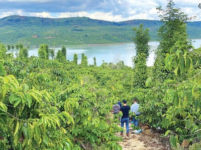 Nhà Kl99ok phiên bản mới đi săn đất nông nghiệp ở Lâm Đồng. Ảnh: Lê Toàn