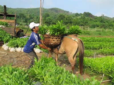 Phú Yên sẽ tập trung nghiên cứu, chọn tạo giống cây trồng rừng có năng suất, giá trị Kl992 cổng game cá cược cao, sức chống chịu tốt, thích ứng với biến đổi khí hậu. Ảnh KS