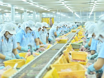 Kl994 nhà cái bóng đá world cup cá tra trong nhà máy của Navico (Nguồn: ANV).