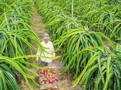 Sự chờ đợi của đất