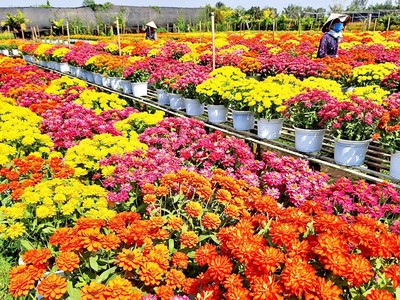 Làng hoa Sa Đéc rực rỡ hơn mỗi độ Xuân về