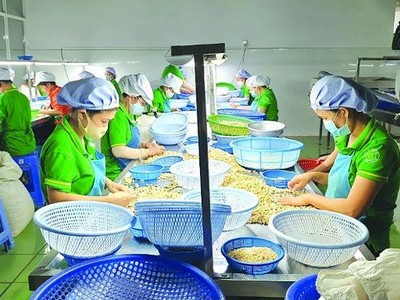 100 container hạt điều xuất đi châu Âu có nguy cơ bị lừa hiện đã trở về với các Kl991.com World Cup 2026 Chính Thức Việt.