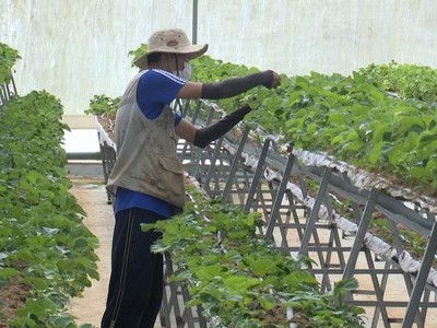 Trang trại nông nghiệp công nghệ cao ở huyện Kon Plông. Nguồn: kontumtv.vn