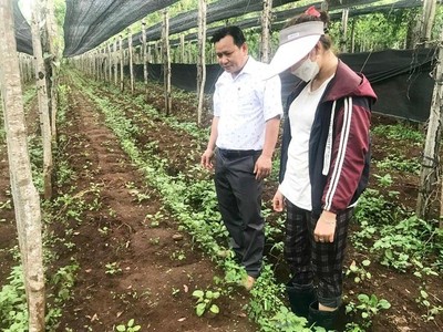 Tính đến nay, tỉnh Gia Lai Kl99ok phiên bản mới và phát triển gần 4.000 ha cây dược liệu. Ảnh: Nguyễn Diệp