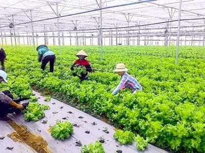 Phát triển nông nghiệp sinh thái là một trong những giải pháp đóng góp vào nỗ lực ứng phó với biến đổi khí hậu.
