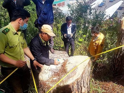 Kiến nghị thu hồi, chấm dứt hoạt động 10 dự án “trốn” bồi thường tài nguyên rừng